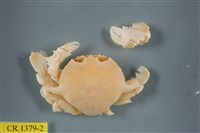 藏品(繁點紋腕蟹)的圖片